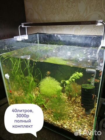 Растения, креветки, аквариум с креветками 40л и др