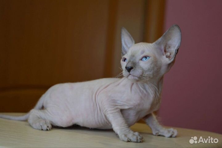 Котята сфинкс