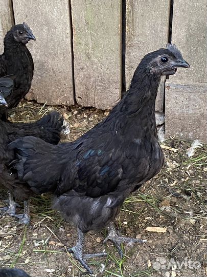 Цыплята кучинские юбилейные, петушки