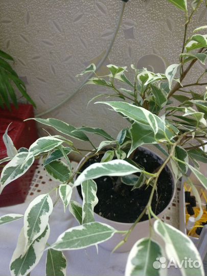 Фикус Бенжамина