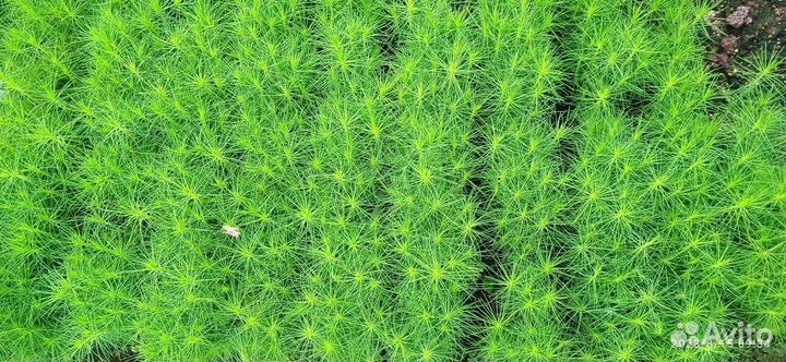 Сеянцы сосны обыкновенной зкс и окс