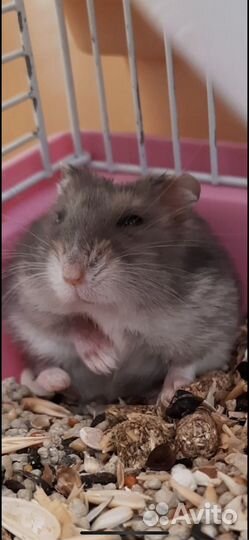 Джунгарский хомяк