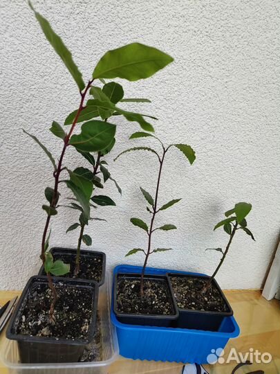 Лавр благородный