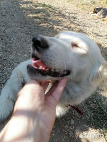 Собака в добрые руки