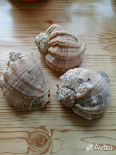 Ракушки морские