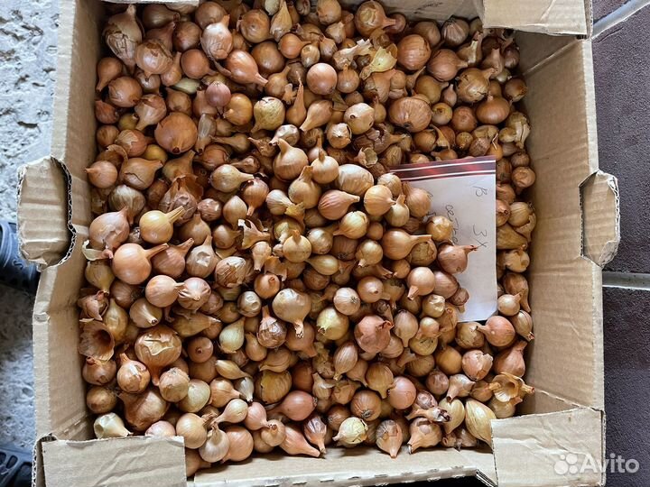 Продам севок Бессоновский