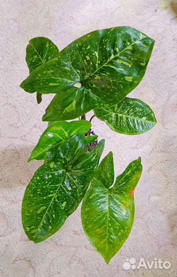 Сингониум панда