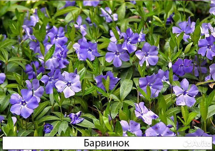 Травянистые в ассортименте