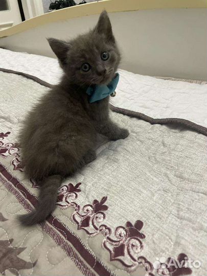 Ласковый котенок