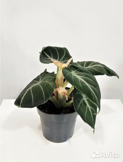 Алоказия Блэк Вельвет