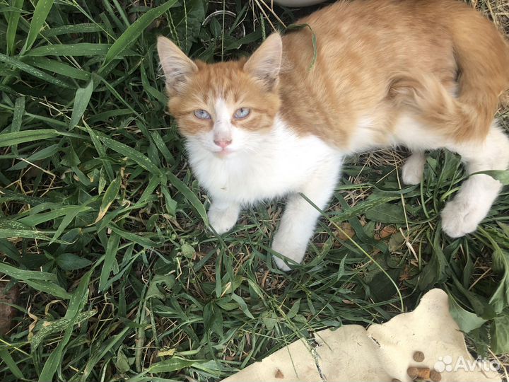 Котёнок в добрые руки