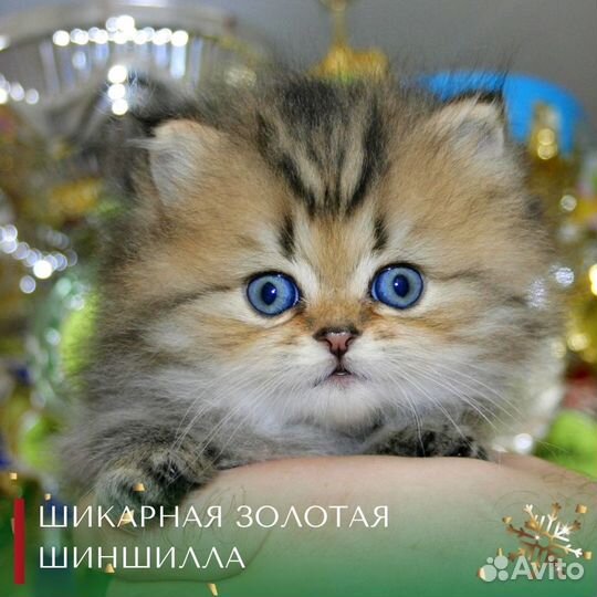 Высокопородные персидские шиншиллы