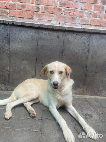 Помесь лабрадора