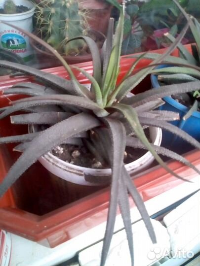 Хавортия жемчужная