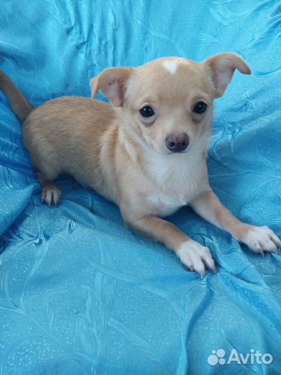 Золотые чишки - сладкие детишки