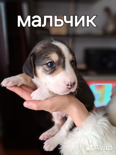 Собаки щенки