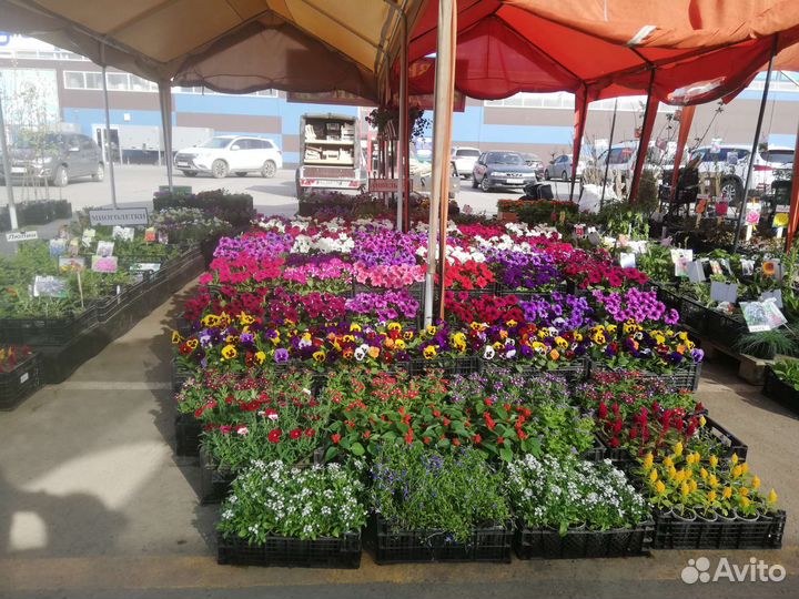 Рассада петунии, однолетние цветы