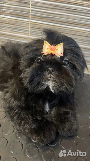 Щенок ши-тцу мини