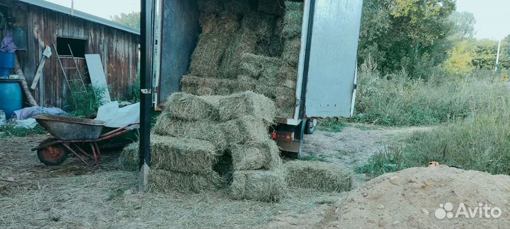 Сено луговое в тюках 2024
