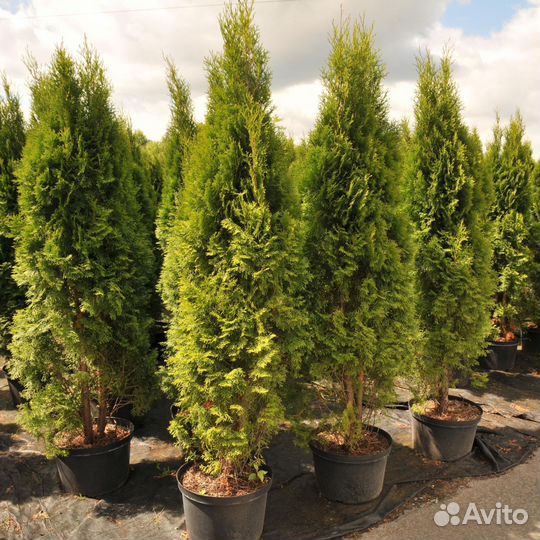 Туя смарагд с гарантией приживаемости