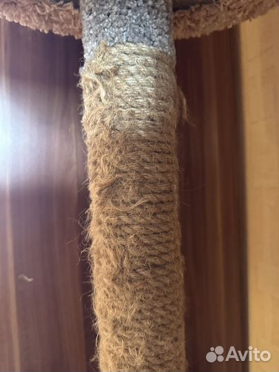 Когтеточка