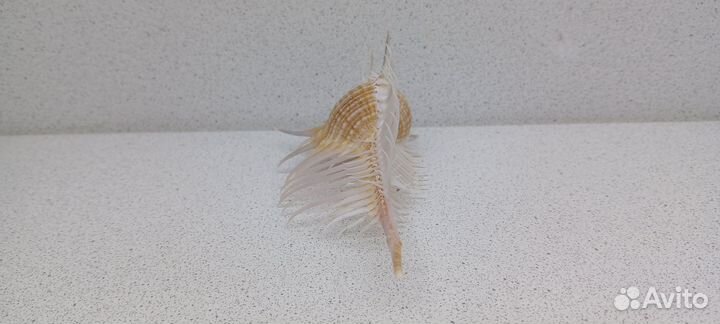 Гребень Венеры Мурекс Пектен 11,8 ракушка