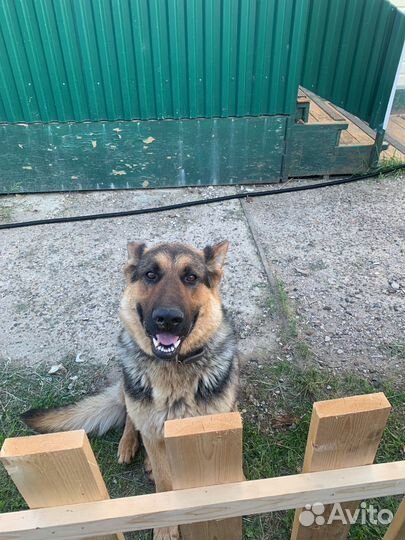 Спаривание собак