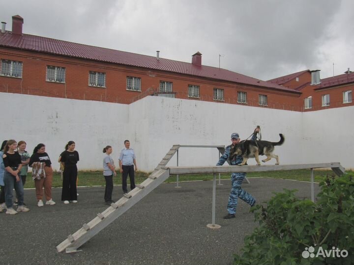 Кобель вео на вязку