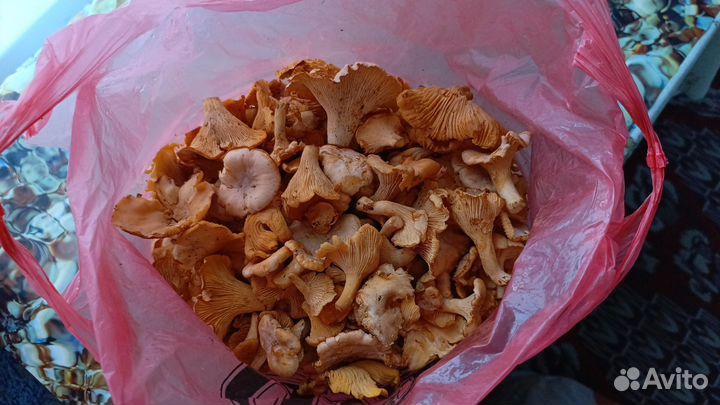 Грибы лисички