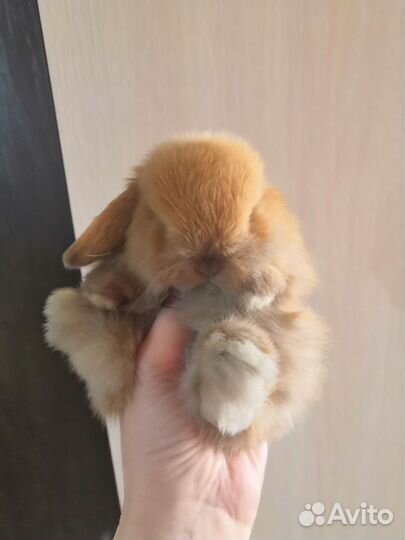 Карликовый крольчонок Минилоп