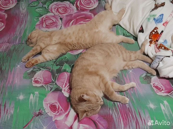 Передержка кошек на время отпуска, выгул собак