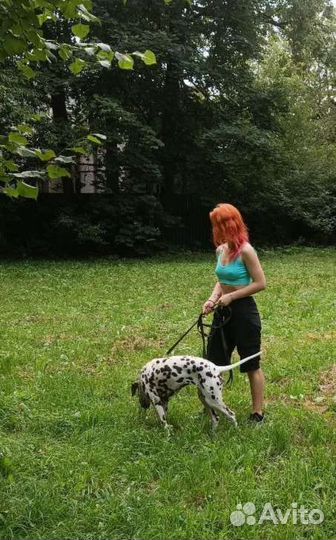 Выгульщик собак с 12 лет