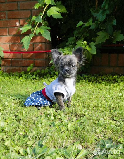 Чихуахуа длинношерстные