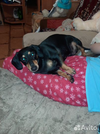 Такса в добрые руки