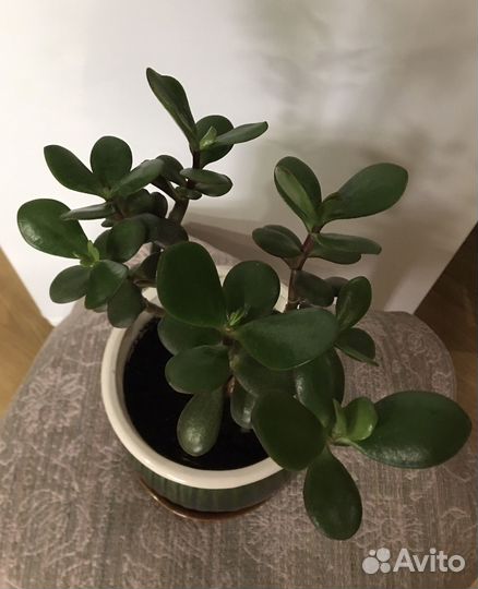 Красула толстянка