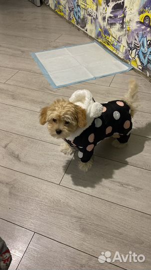 Комбинезон для маленькой собаки