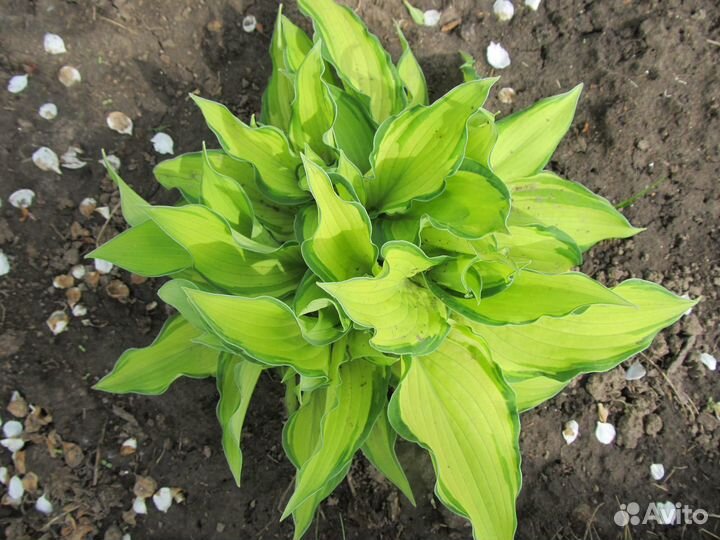 Растения для дома и дачи