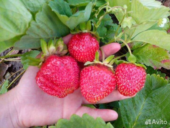 Клубника гигантелла