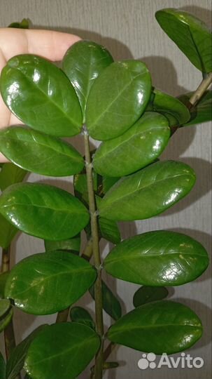 Замиокулькас лаки круглолистный