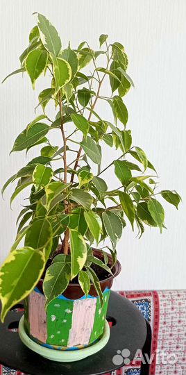 Фикус бенджамина пестролистный