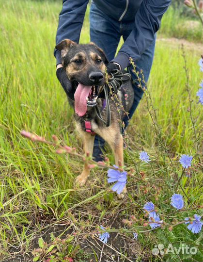 Добрая и игривая собака из приюта в дар