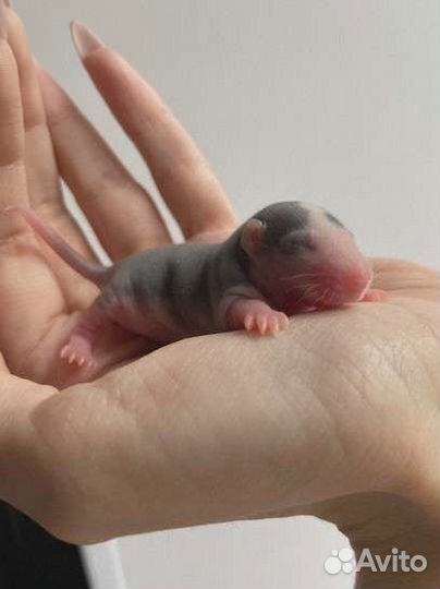 Передержка грызунов