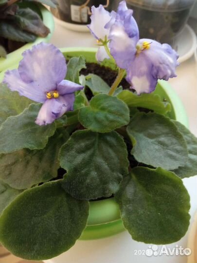 Фиалки сортовые