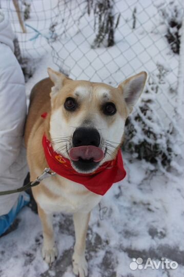 Песик Лис-красивый, рыженький умничка ищет дом