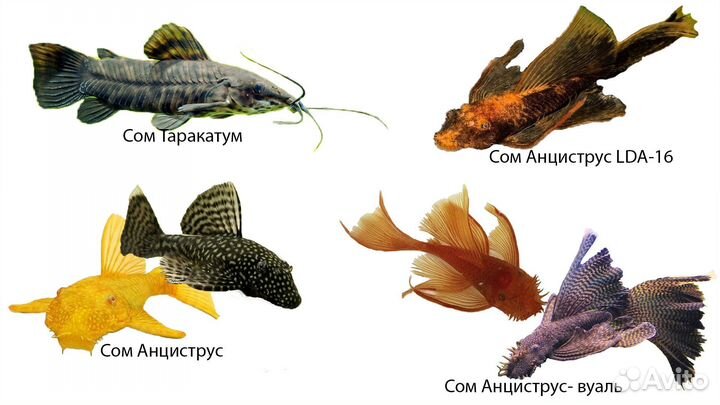 Рыбки собственного раведения