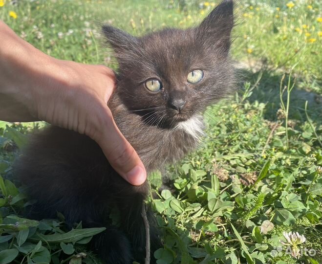 Котята В добрые руки бесплатно