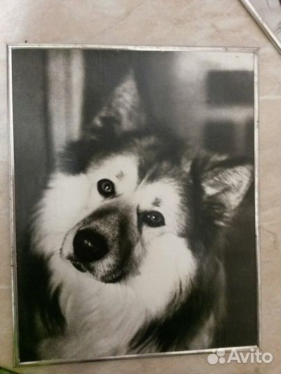 Фотокартина СССР Собаки