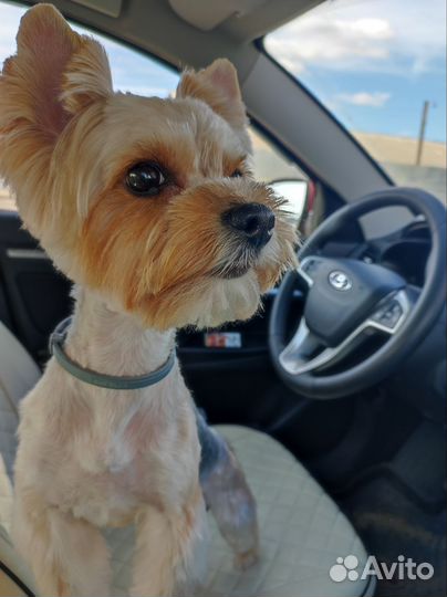 Йоркширский терьер вязка мальчик