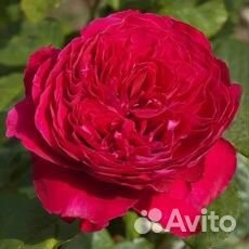 Сажанецы роз кустовые