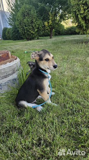 Щенок в добрые руки